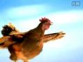 厂商宣传片：西亚特I让母鸡圆了飞行梦